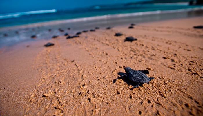turtle island bali